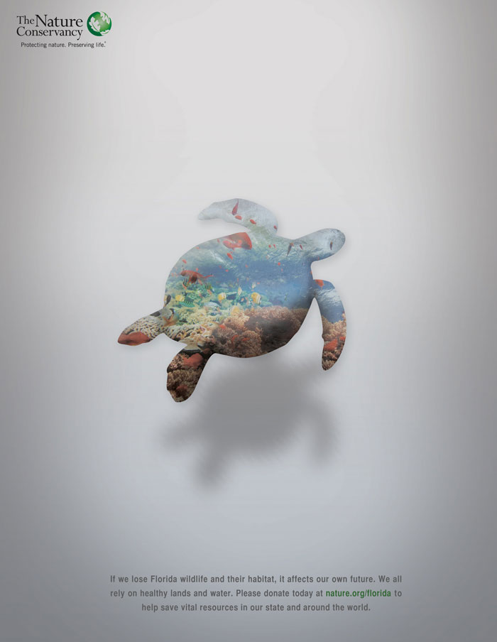 Nature Conservancy turtle conservation